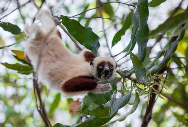 Sifaka de Lemur Coquerel (Propithecus coquereli ) — Fotografia de Stock