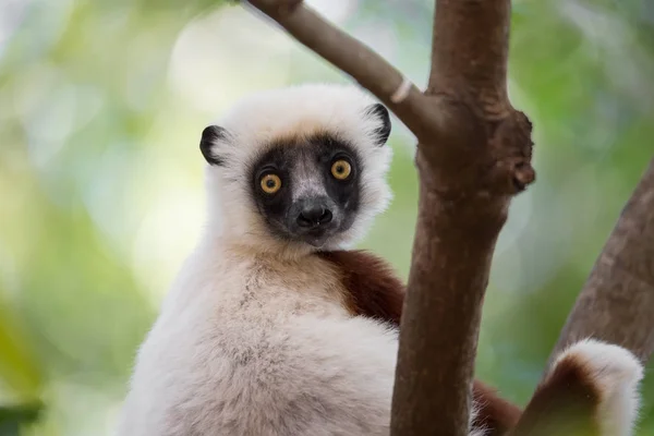 Sifaka de Lemur Coquerel (Propithecus coquereli ) — Fotografia de Stock