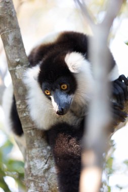 Siyah-beyaz Nomascus lemur (Varecia variegata subcincta)