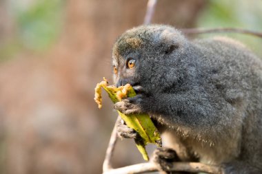 Doğu az bambu lemur (Hapalemur griseus)