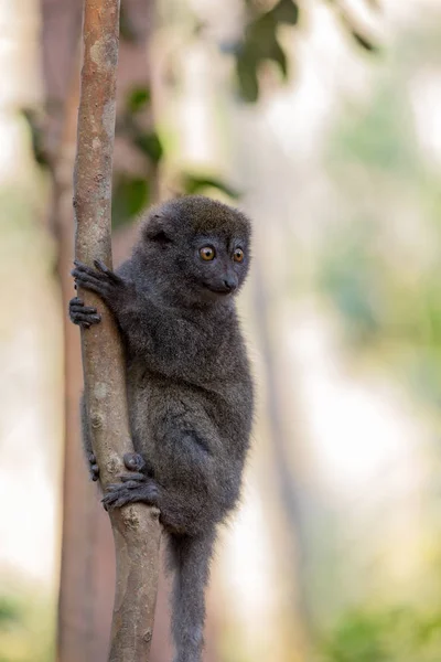 Eastern lesser bamboo lemur (Hapalemur griseus) — Stock Photo, Image
