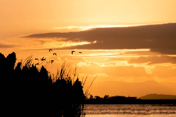 Silhueta de pássaros e pôr do sol sobre o rio — Fotografia de Stock