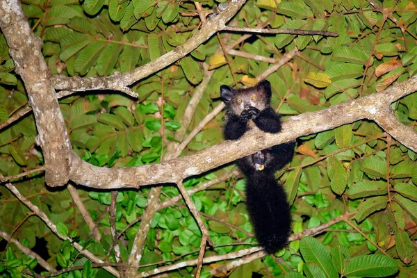 Aye-Aye (Daubentonia Madagascariensis) lemur — Stockfoto
