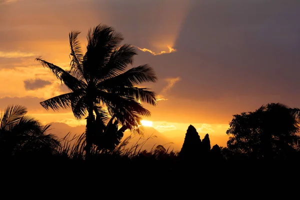 Coconut-tree palm silhouette and sunset over the river — Stock Photo, Image