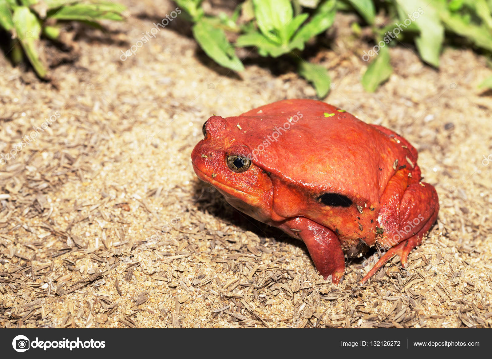 Big red Tomato frogs, Dyscophus antongilii — Stock Photo © artush