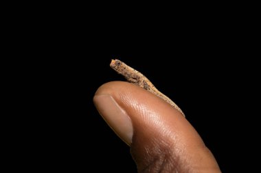 küçük bukalemun Brookesia micra (Brookesia minima)