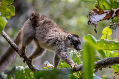 Bebek sırt ile ortak kahverengi lemur