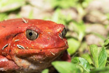 büyük kırmızı domates kurbağalar, Dyscophus antongilii