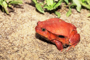 büyük kırmızı domates kurbağalar, Dyscophus antongilii