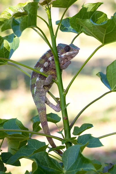 Panther chameleon (Furcifer pardalis) — Stock Photo, Image