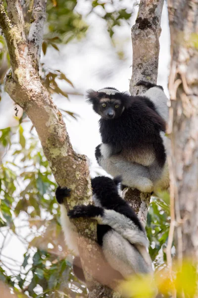 Zwart-wit Lemur Indri op boom — Stockfoto