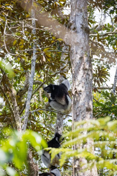 Lemur Indri blanco y negro en el árbol — Foto de Stock