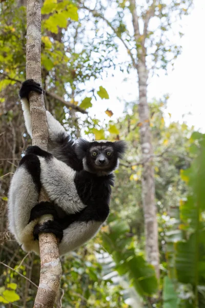 Zwart-wit Lemur Indri op boom — Stockfoto