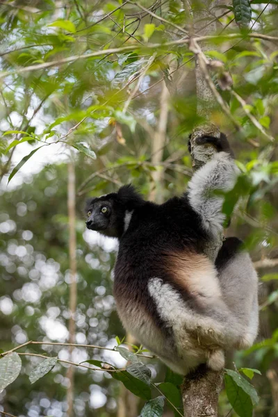 Lemur Indri bianco e nero su albero — Foto Stock