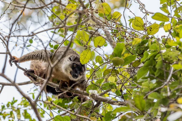 Lémurien brun commun au sommet de l'arbre — Photo