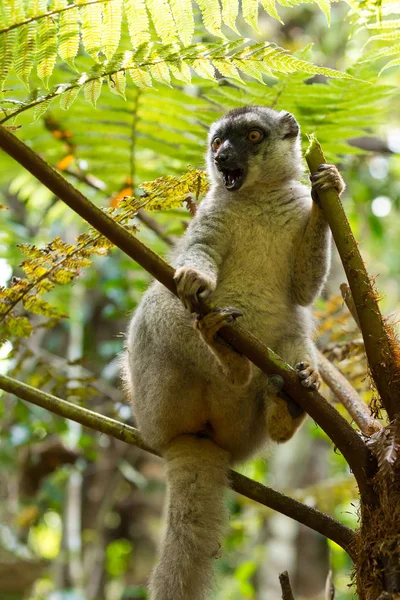 Wspólne brązowy lemur w górnej części drzewa — Zdjęcie stockowe