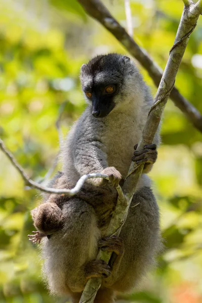 Lemure marrone comune con bambino sul retro — Foto Stock