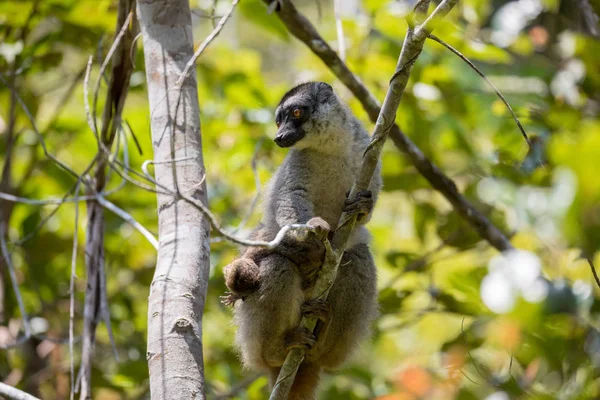 Wspólne lemur brązowy z dzieckiem na plecach — Zdjęcie stockowe