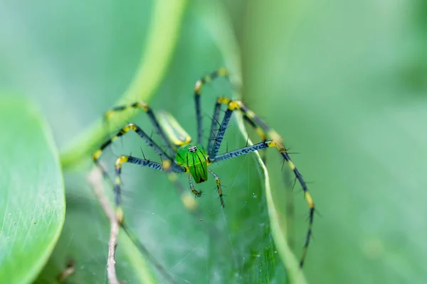 Madagaszkári zöld lynx spider (Peucetia madagascariensis) — Stock Fotó