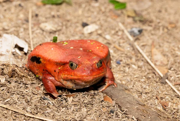 大红色的番茄青蛙，Dyscophus antongilii — 图库照片