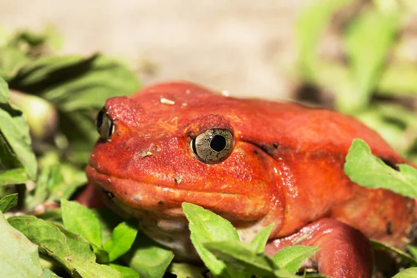 Grandes ranas rojas de tomate, Dyscophus antongilii — Foto de Stock