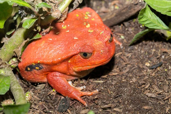 Büyük kırmızı domates kurbağalar, Dyscophus antongilii — Stok fotoğraf