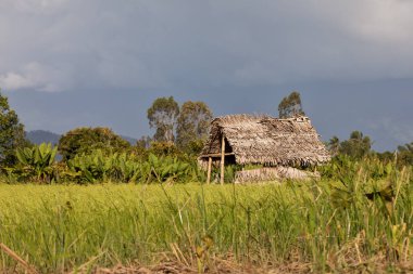 Madagaskar geleneksel kırsal manzara ile kulübe