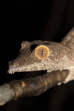 Dev yaprak kuyruklu gecko, Uroplatus fimbriatus