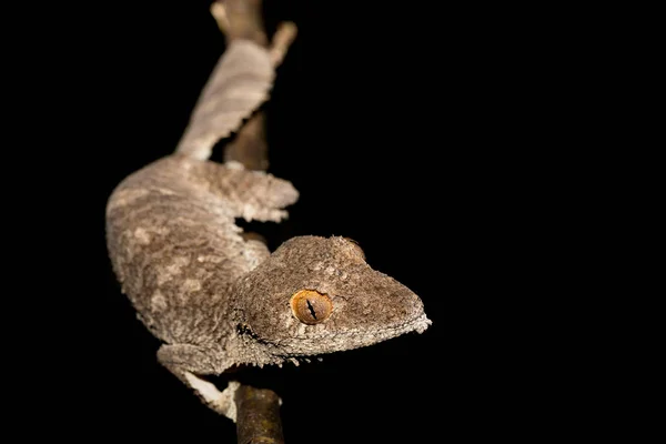 Olbrzymie liści tailed gecko, wymieniony fimbriatus — Zdjęcie stockowe