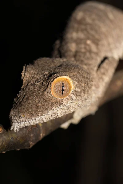 Geco de cola de hoja gigante, Uroplatus fimbriatus — Foto de Stock