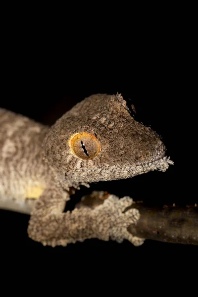 Гигантский листохвостый геккон, Uroplatus fimbriatus — стоковое фото