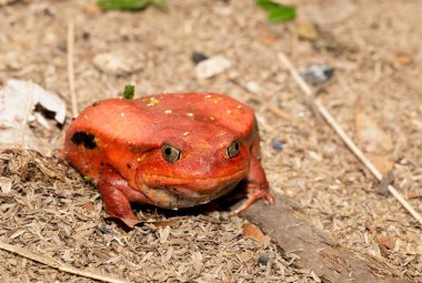 büyük kırmızı domates kurbağalar, Dyscophus antongilii