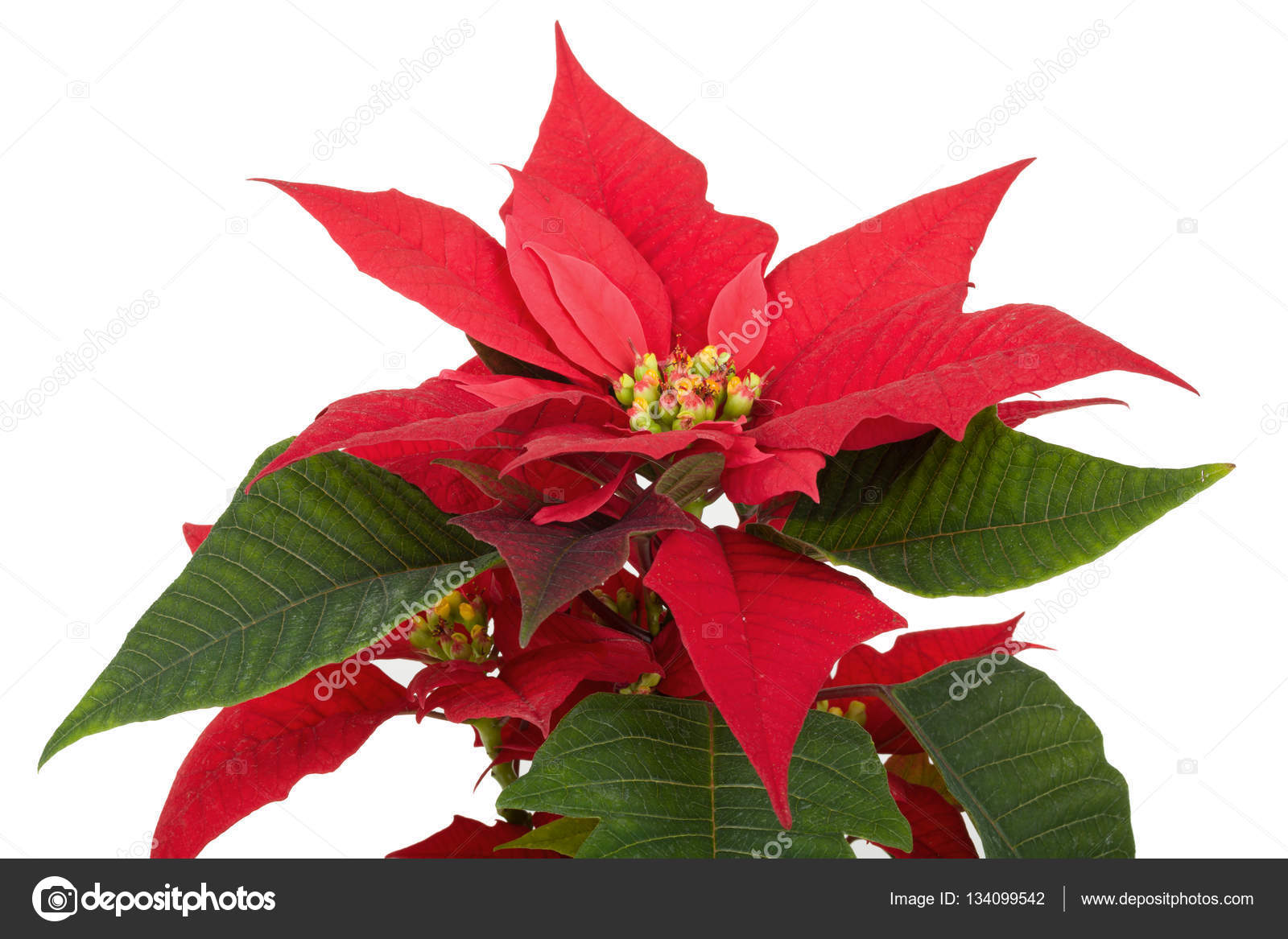 Weihnachts Blume Rot Weihnachtsstern Stockfoto Artush