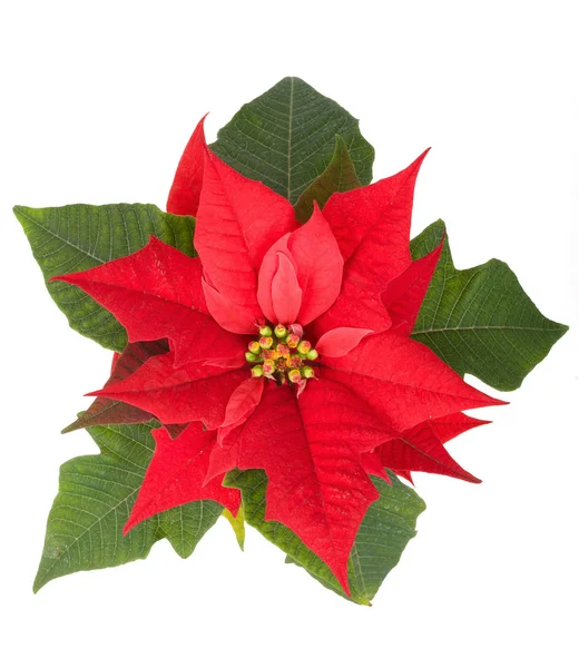Vánoční květina červená vánoční hvězda — Stock fotografie