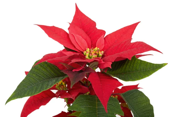 Kerstmis bloem rood poinsettia — Stockfoto