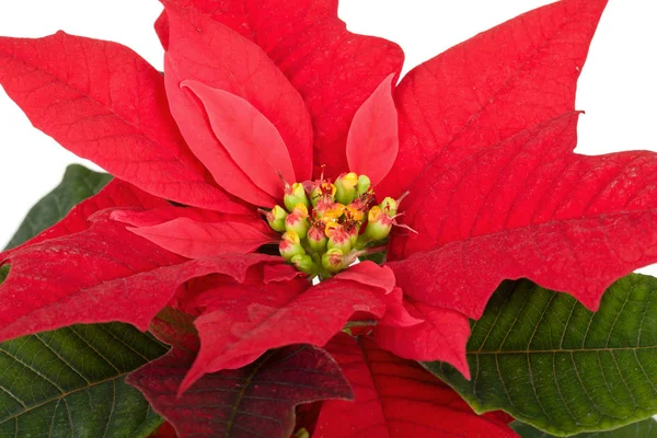 Christmas flower red Poinsettia — Stock Photo, Image