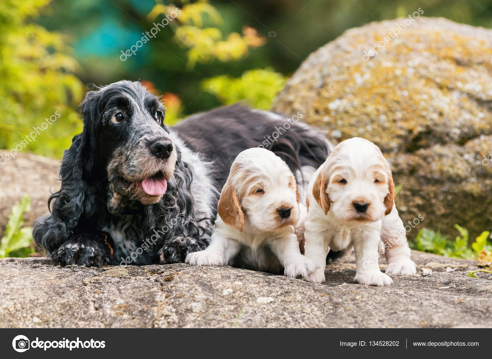 small cocker spaniel puppies for sale