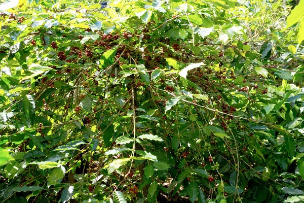 Ruwe koffie plant in landbouw boerderij — Stockfoto