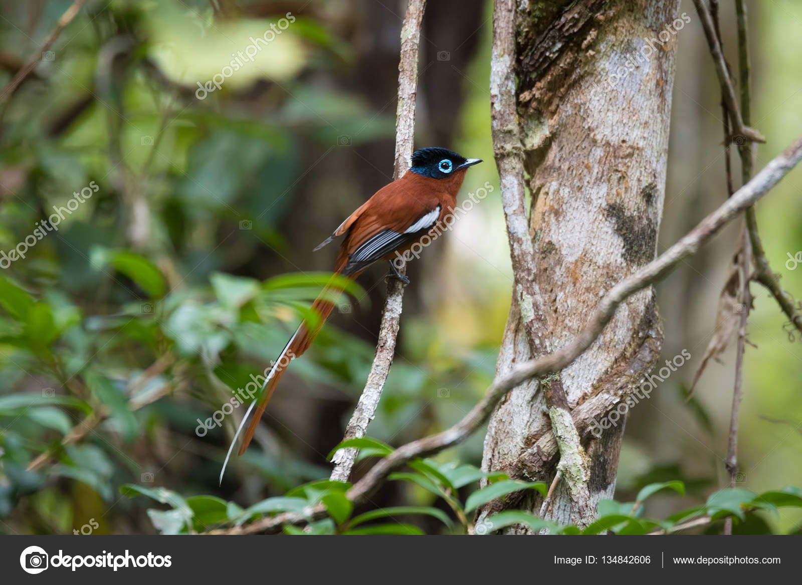 Madagascar Paradise Flycatcher Terpsiphone Mutata — Stock Photo