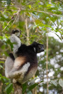 Siyah ve beyaz Lemur Indri