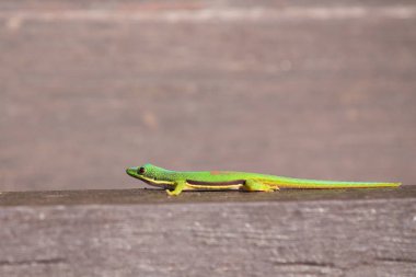 Çizgili gün kertenkeleler (phelsuma Lineata Lineata)