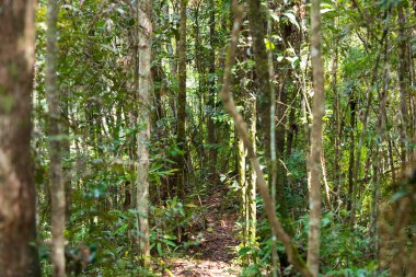 Rainforest Madagaskar, Andasibe Toamasina il
