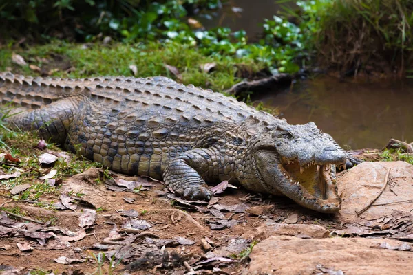 Crocodilo de Madagáscar, Crocodylus niloticus — Fotografia de Stock