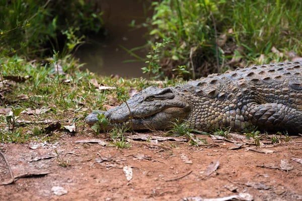 Crocodilo de Madagáscar, Crocodylus niloticus — Fotografia de Stock