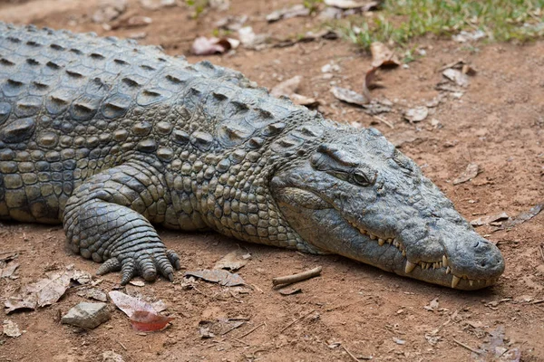 Madagaskar-Krokodil, Krokodylus niloticus — Stockfoto