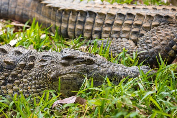 Madagaskar-Krokodil, Krokodylus niloticus — Stockfoto