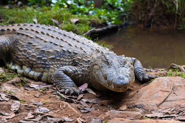 Madagaskar-Krokodil, Krokodylus niloticus — Stockfoto