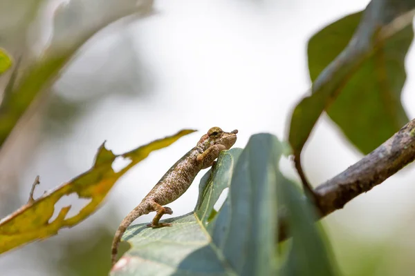 Camaleão com chifres de nariz (Calumma nasutum ) — Fotografia de Stock