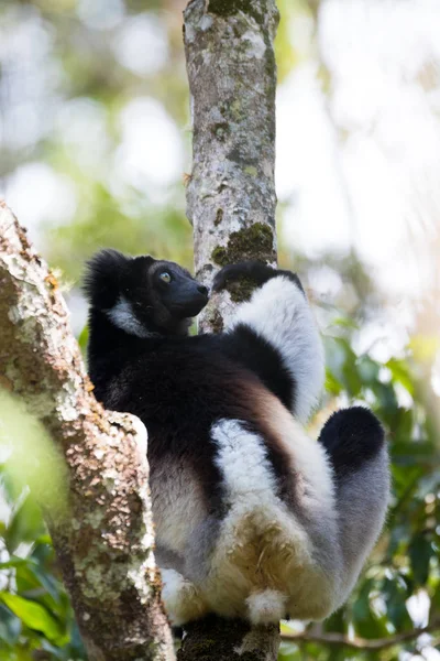 Black and white Lemur Indri — Stock Photo, Image