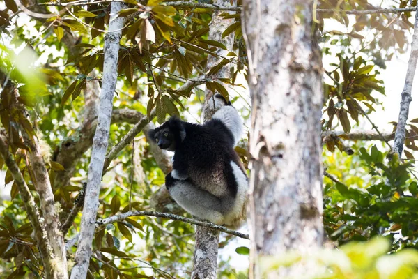 Zwart-wit Lemur Indri — Stockfoto